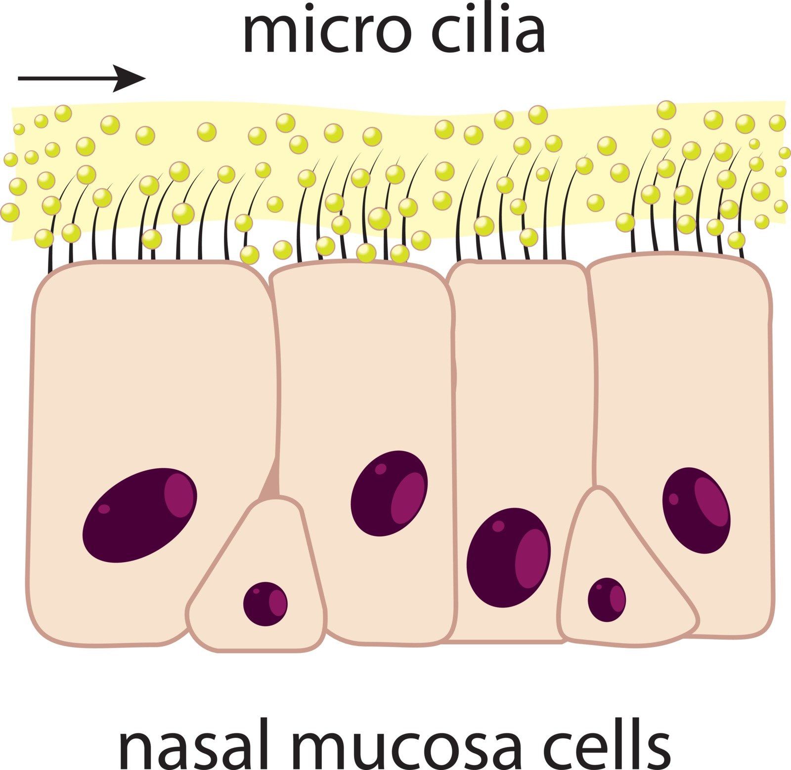 Nasal mucosa | What are the functions of the nose and sinuses? | Sinusitis expert, Dr. Thomas Higgins, in Louisville, Kentucky explains the anatomy of the nose and sinuses.