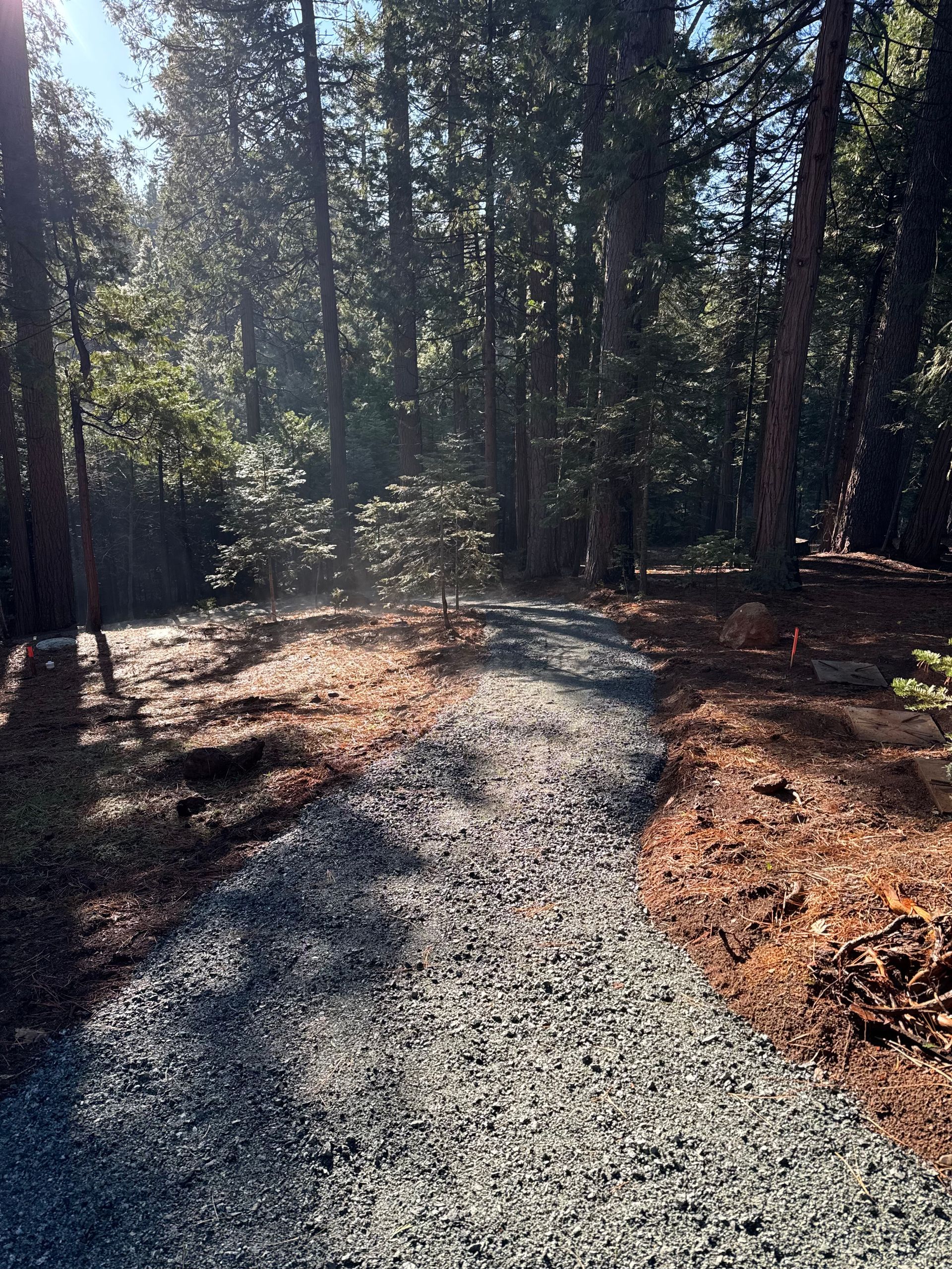 A gravel path winds through a sunlit pine forest.