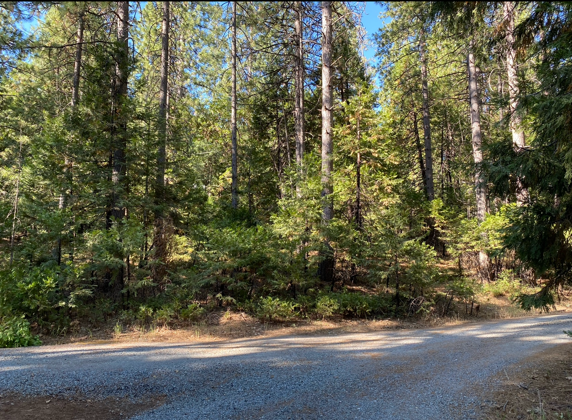A gravel road leads into a dense forest of pine and deciduous trees under a clear blue sky.