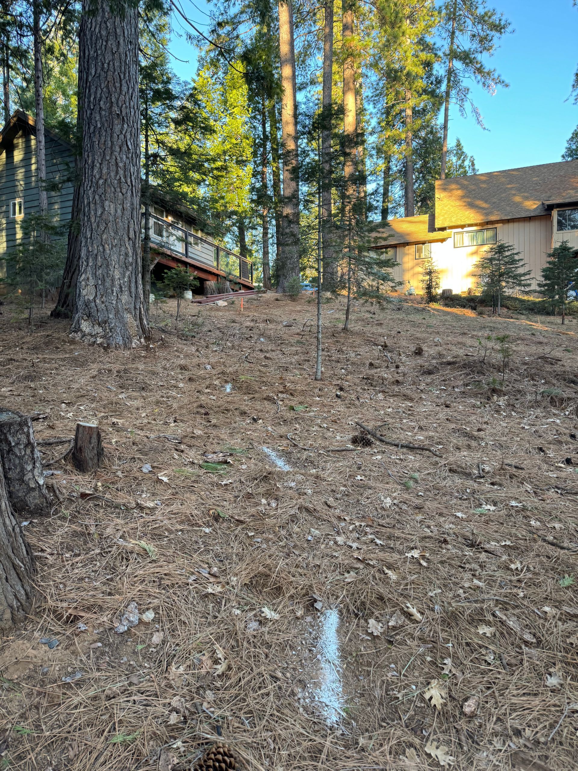 A wooded hillside features two houses nestled among trees, with white markings painted on the ground in the foreground.