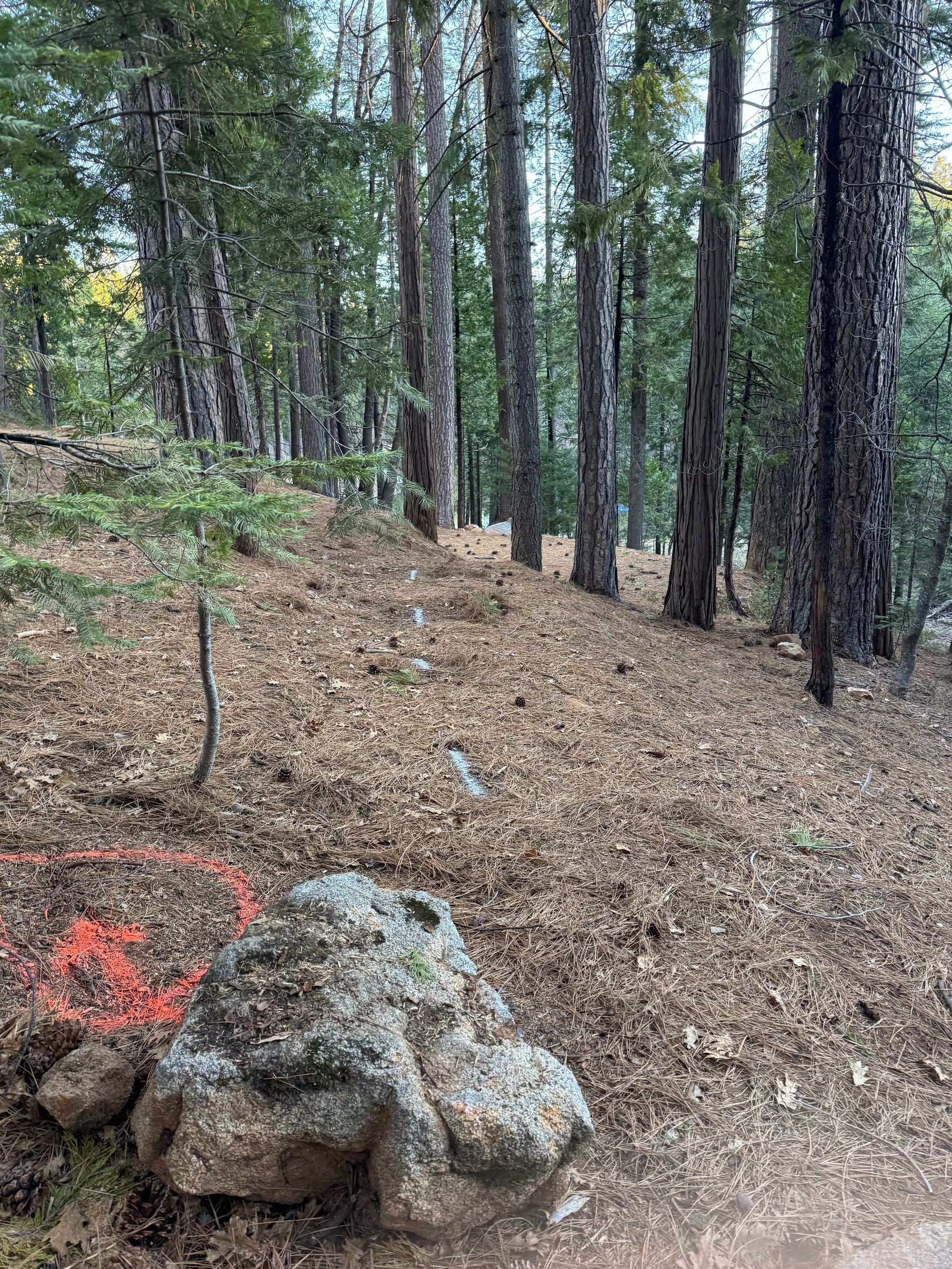 A large, mossy rock with orange spray-paint markings sits at the base of a forested hillside covered in pine needles.