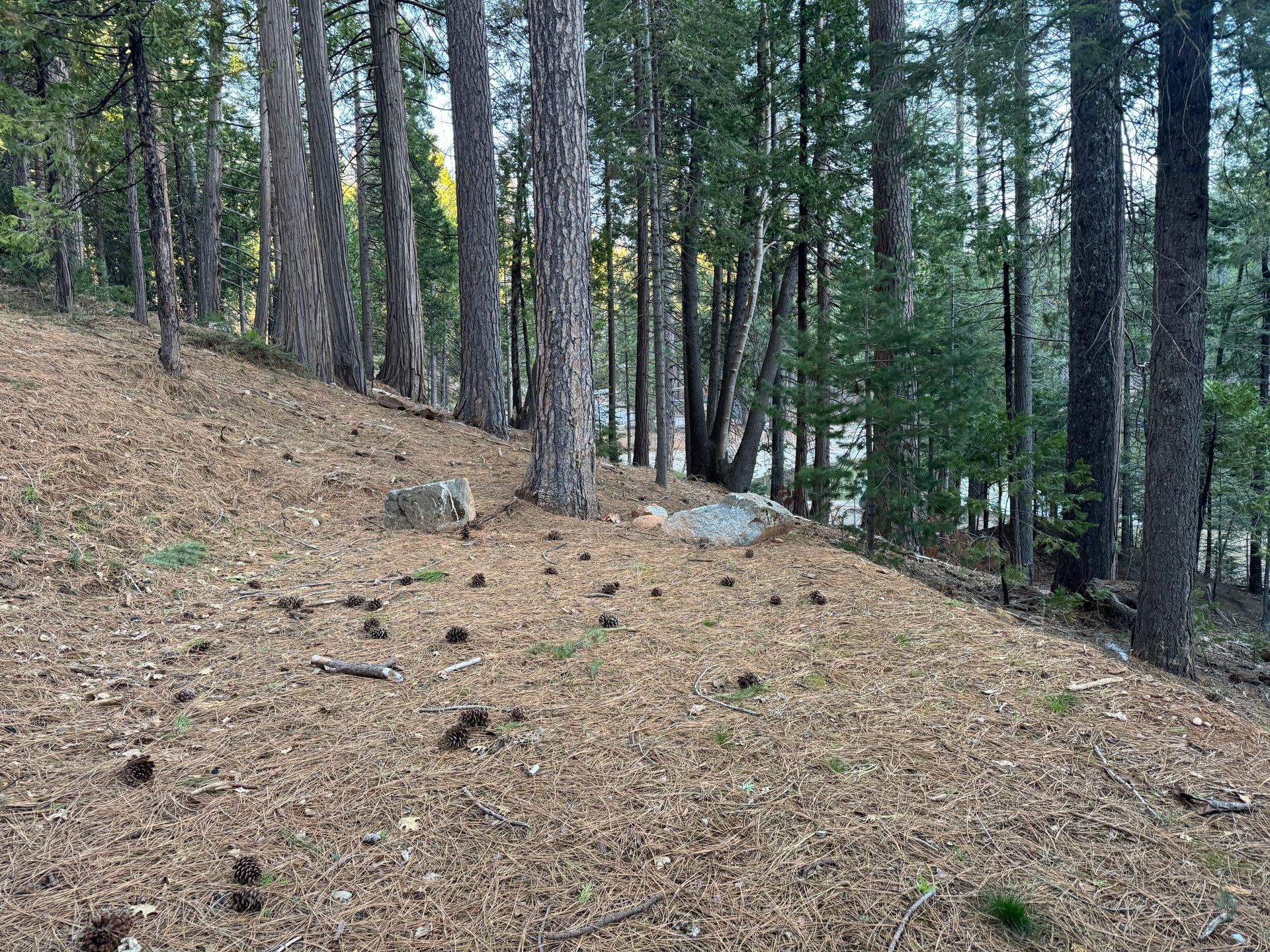 A sloping, pine-needle-covered forest floor with scattered pinecones and tall pine trees under daylight.