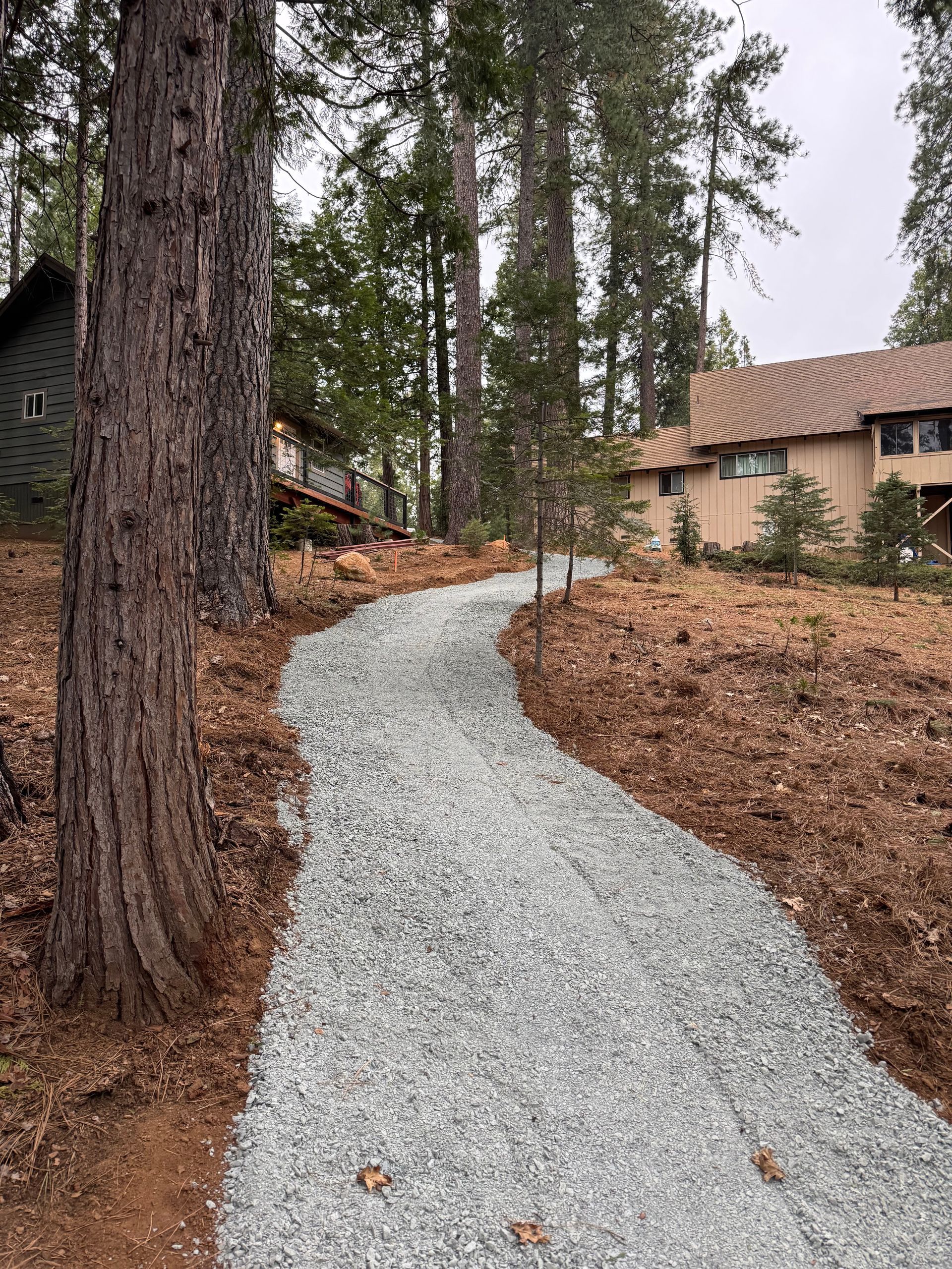 A gravel path winds through a wooded residential area, leading toward two houses among tall pine trees.