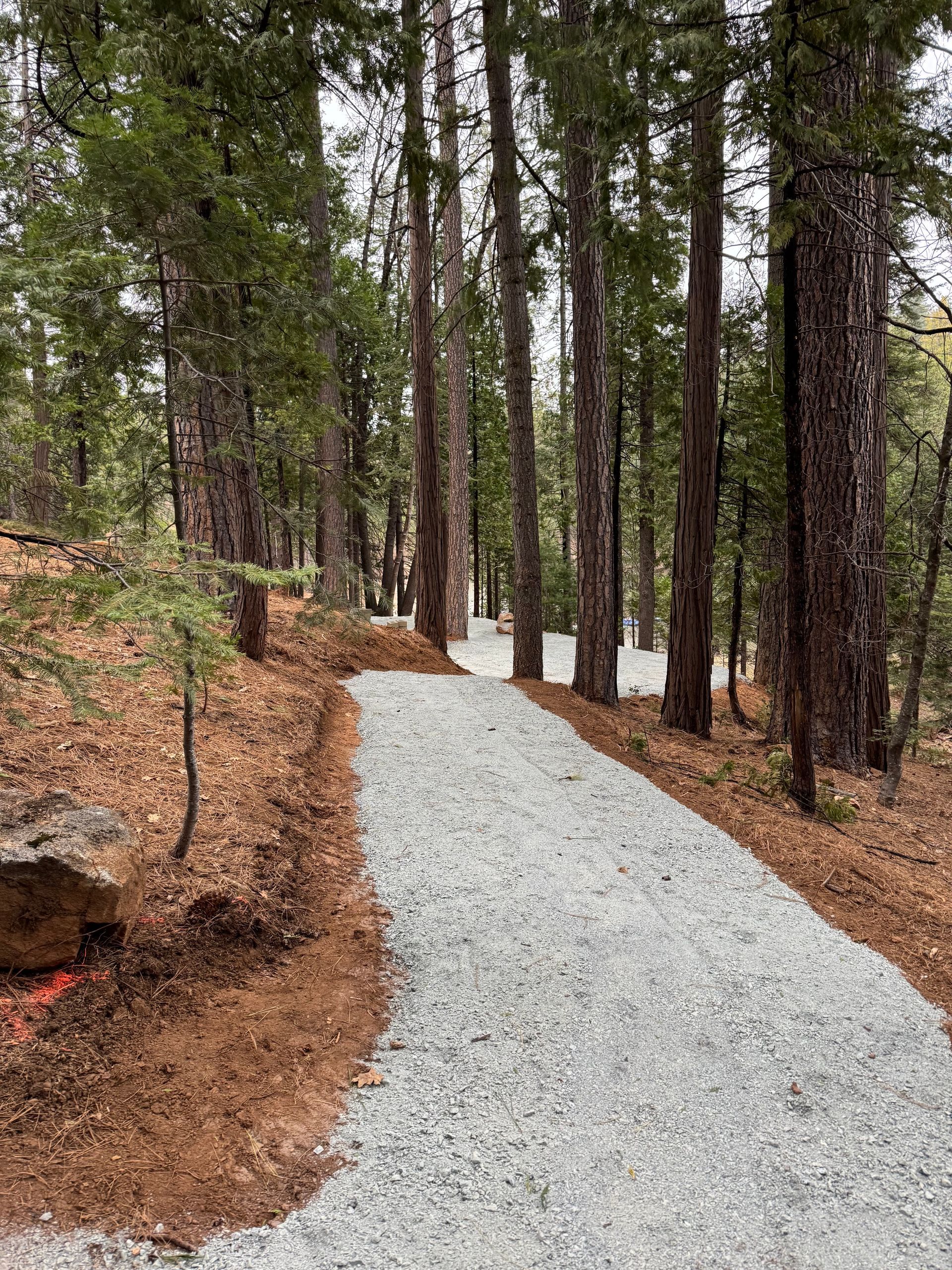 A light gray gravel path winds through a pine forest with brown pine needles covering the surrounding ground.