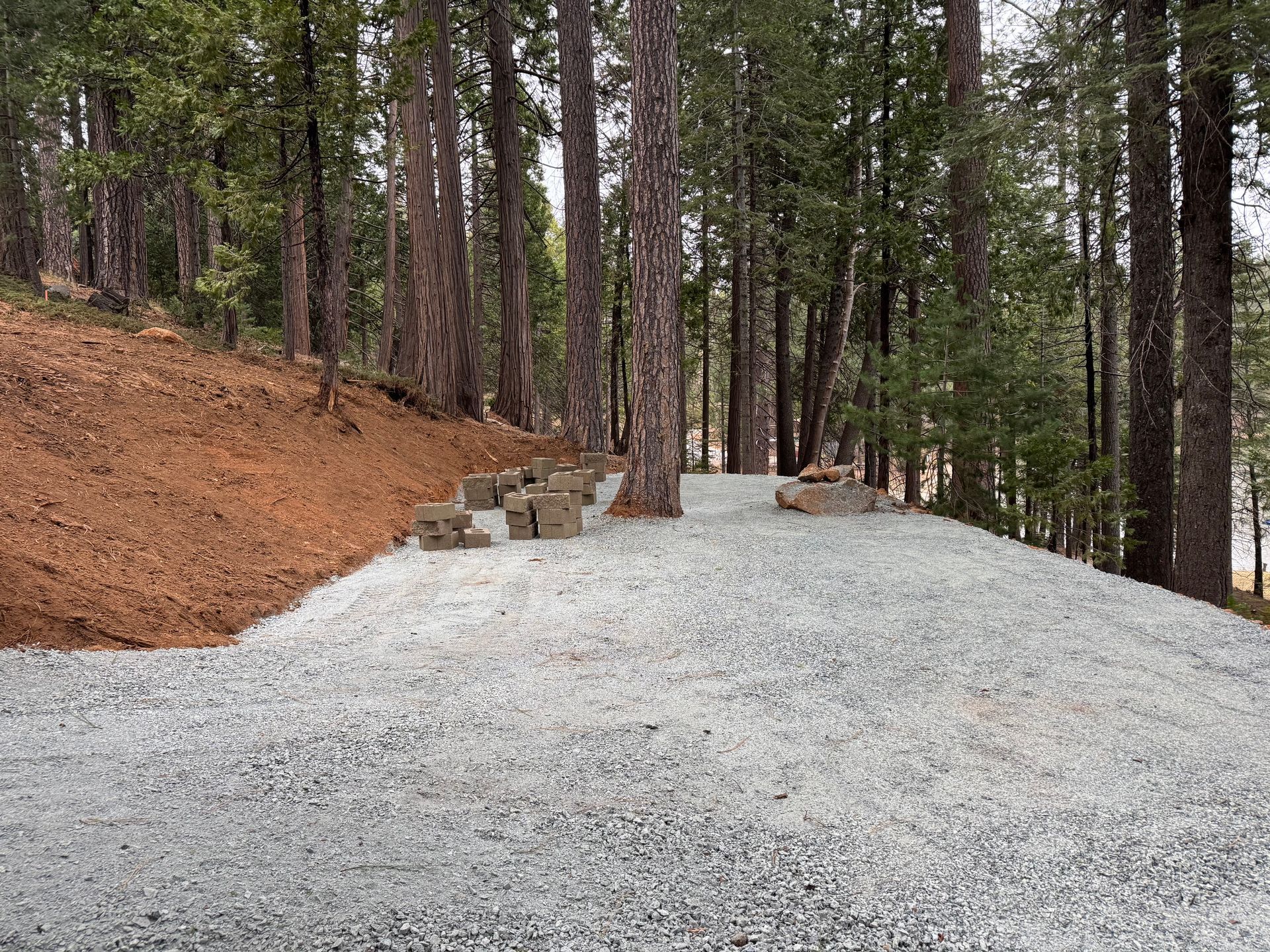 A gravel pathway leads through a pine forest, with a dirt embankment on the left and stone steps bordering the trees.