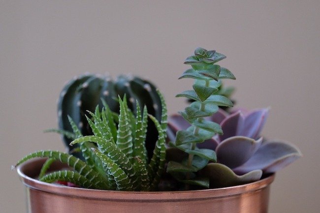 Plants — Littleton, CO — Build A Bath LLC