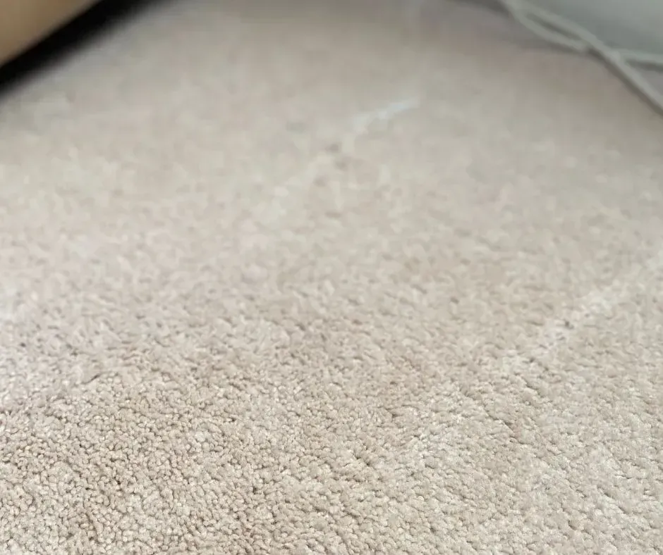 After professional steam carpet cleaning service.