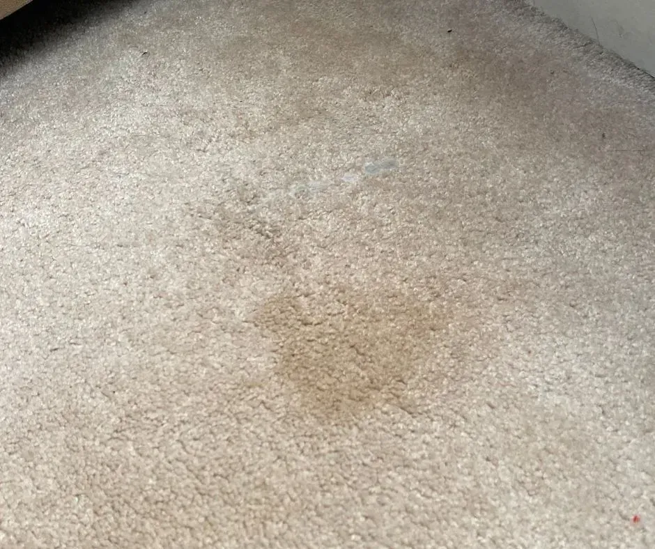 Before professional steam carpet cleaning service.