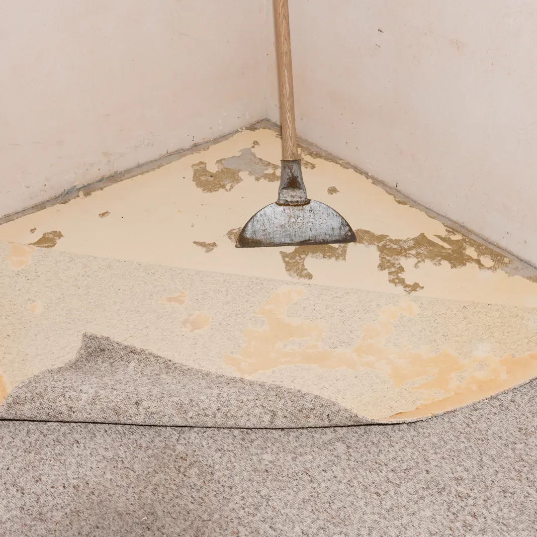 Aged and worn out residential carpet being removed in Denver, Colorado home.