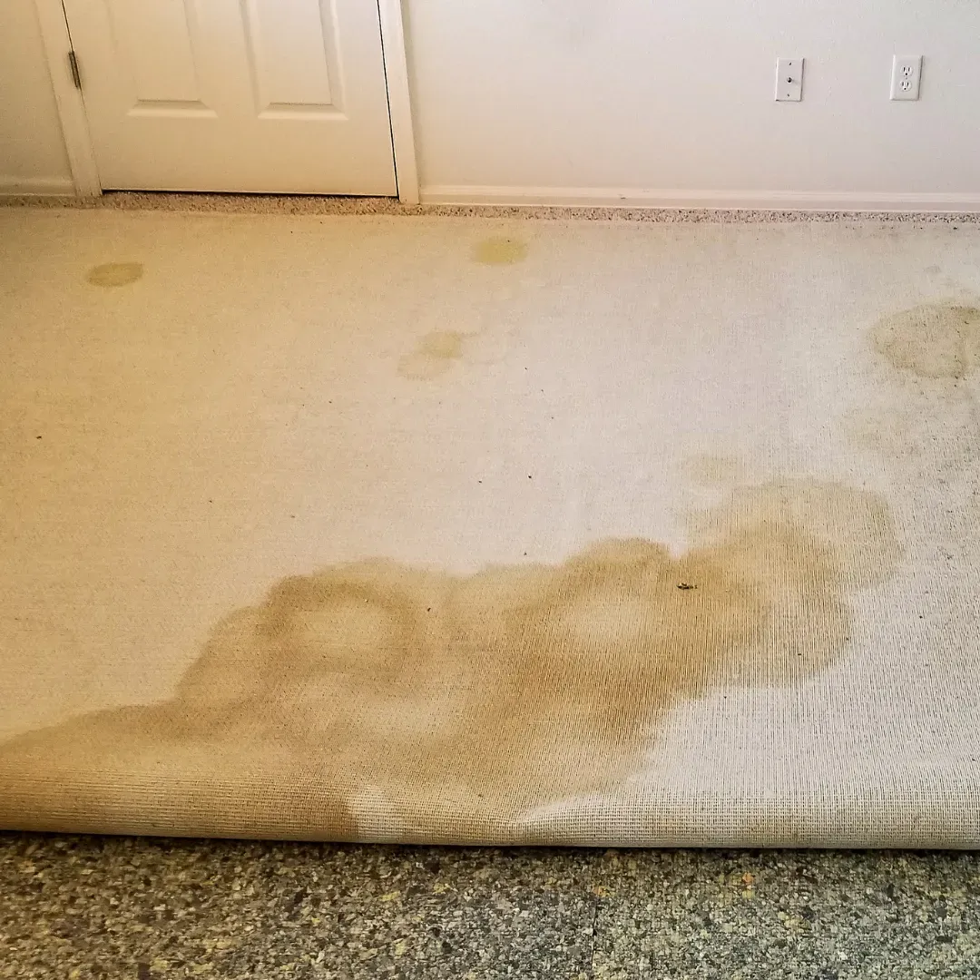 Old and worn out residential carpet being removed.