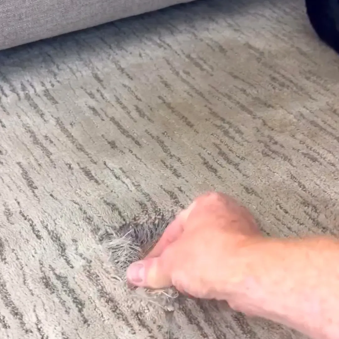 Damaged living room carpet getting asssesed before carpet repair service  in Denver, Colorado home.