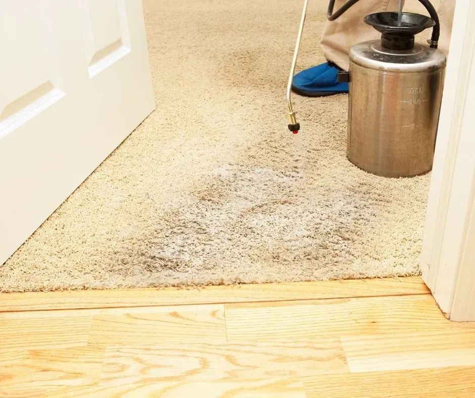 Dirt and traffic stain on carpet in Denver Colorado bedroom entrance getting cleaned.