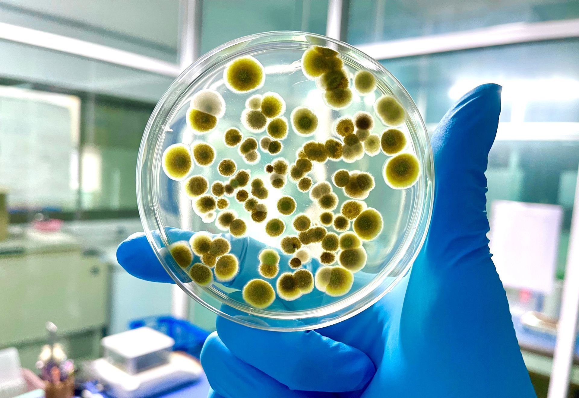 mold inspection houston tx Person in blue gloves holds petri dish with growing mold colonies.