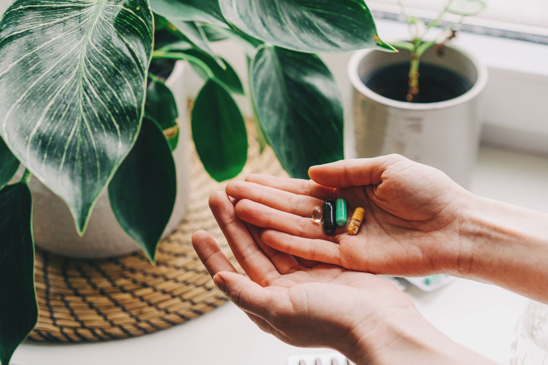 A person is holding a handful of pills in front of a plant.