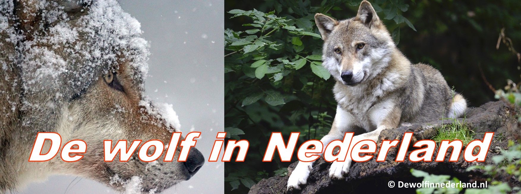 De Wolf In Nederland