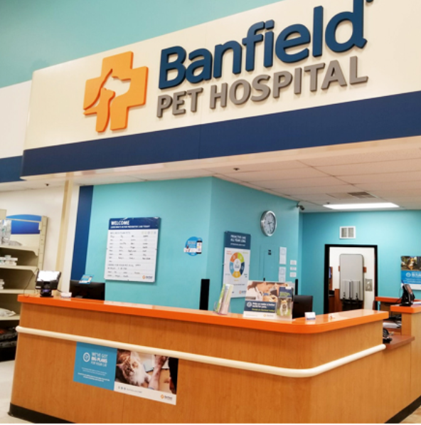 A bright, teal-walled Banfield Pet Hospital reception area with a large orange desk and branded signage.