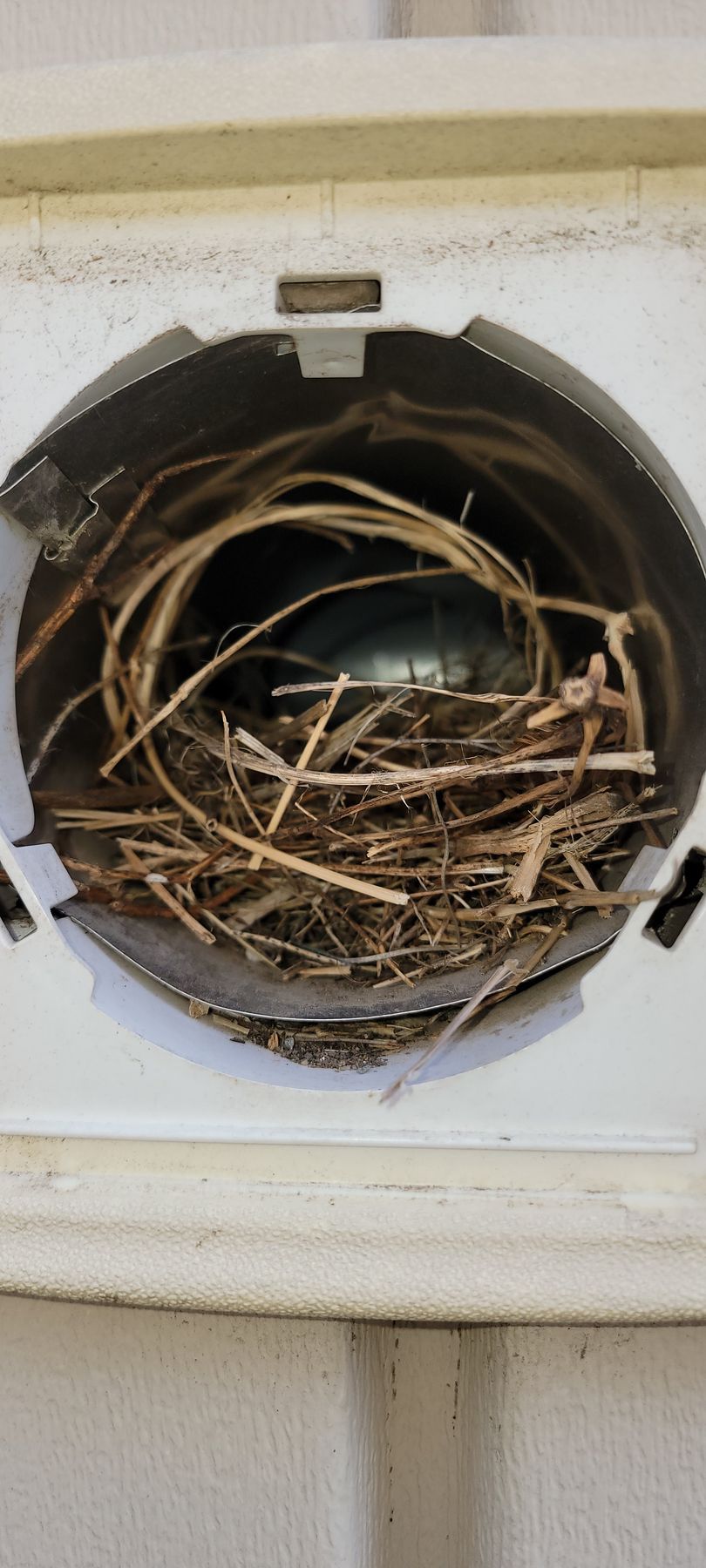 Bird nest built inside a round white wall vent opening.