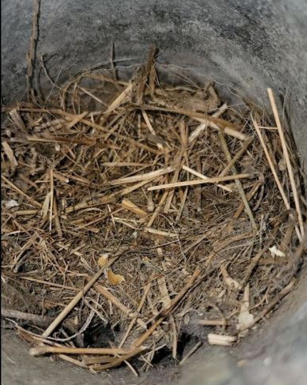 Dry straw and twigs inside a gray plastic bucket