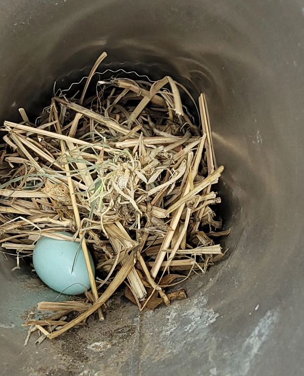 A blue egg nestled in a nest of straw inside a metal container.