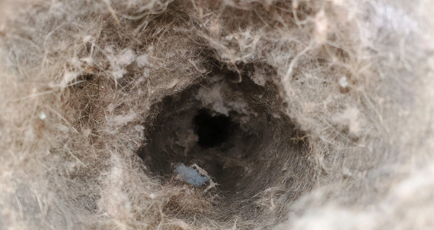 Close-up of a dark, circular hole in a fuzzy gray-brown nest or tunnel entrance