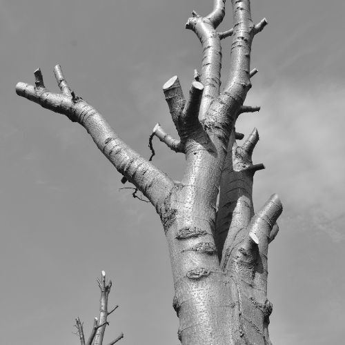 This is a picture of a recent Crown reduction job by Tree Surgery Leicester