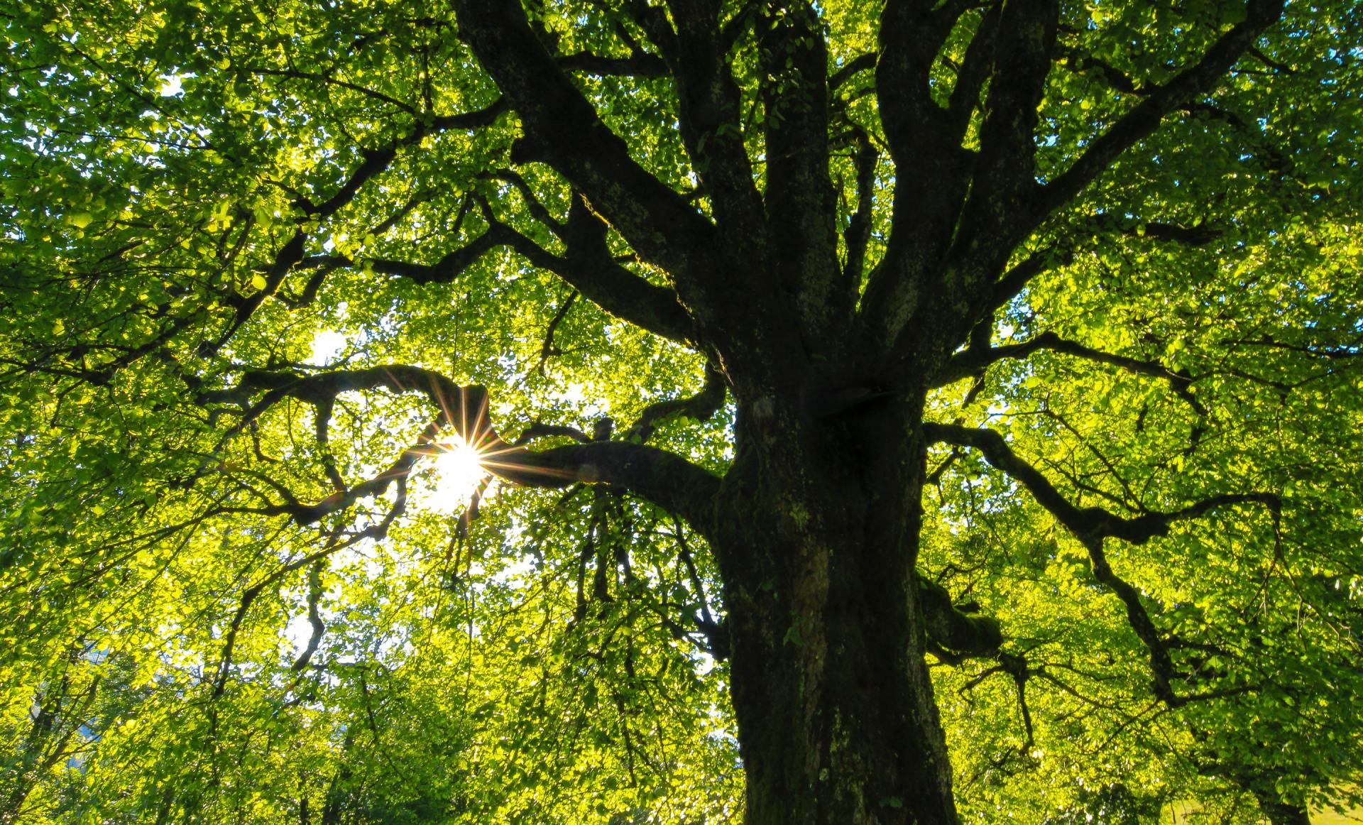 This is a photo of a tree crown reduction, this work was carried out by Tree Surgeons Leicester