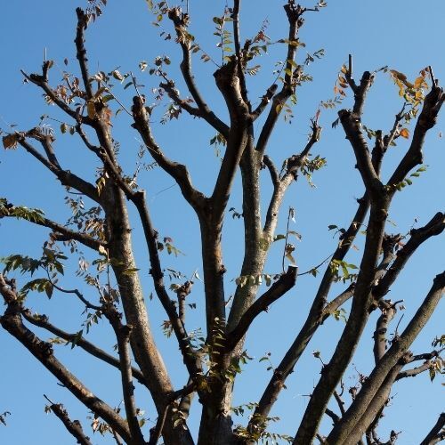 A recent picture taken by Tree Surgery Leicester of a Crown Reduction job on a local tree
