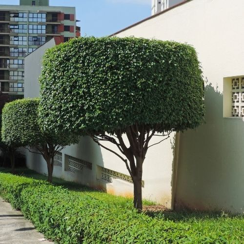 This is a picture of a recent Hedge Cutting job by Leicester Tree Surgeons