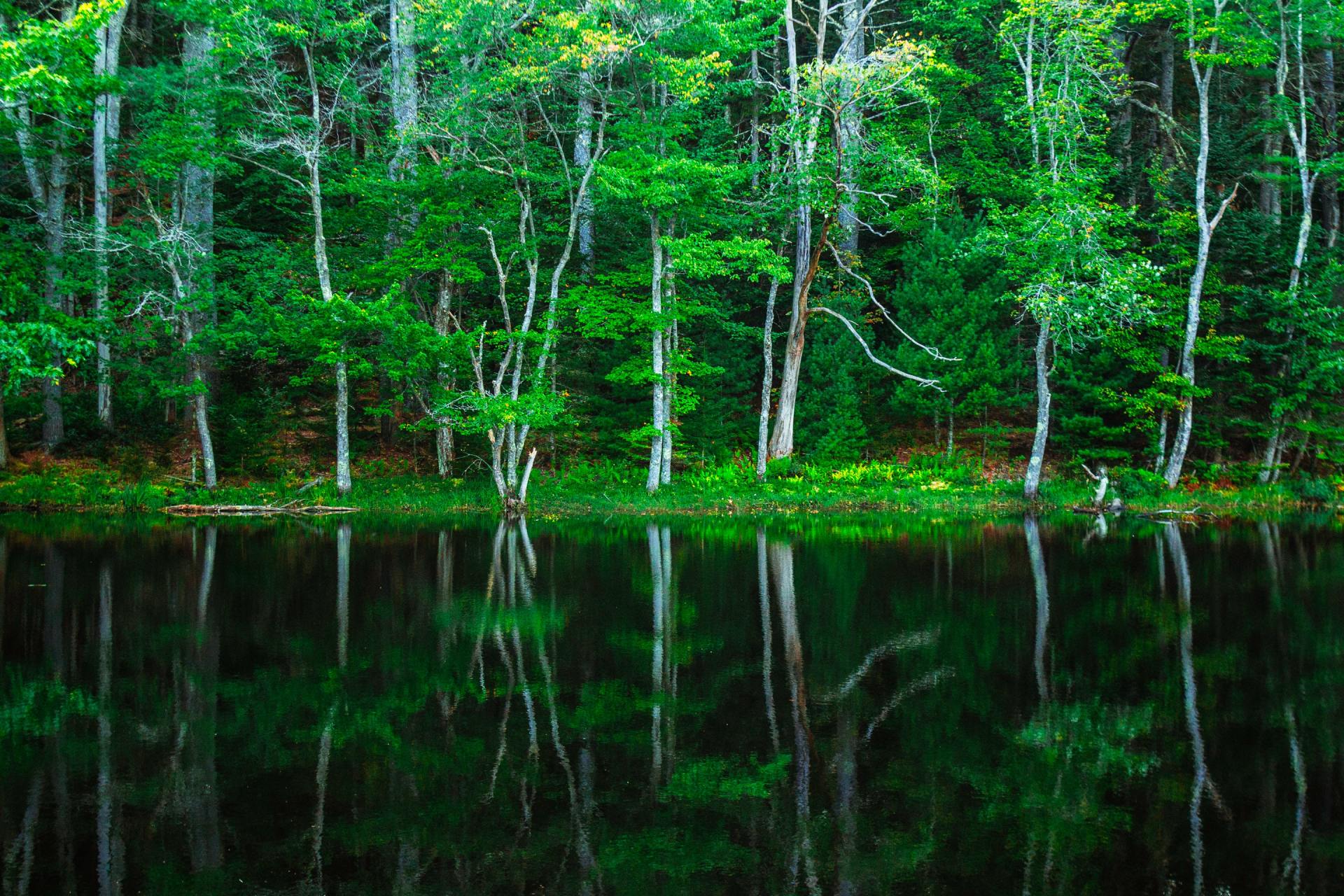 This is a picture of some trees by a river that required some Emergency tree work because they were diseased and needed Pollarding