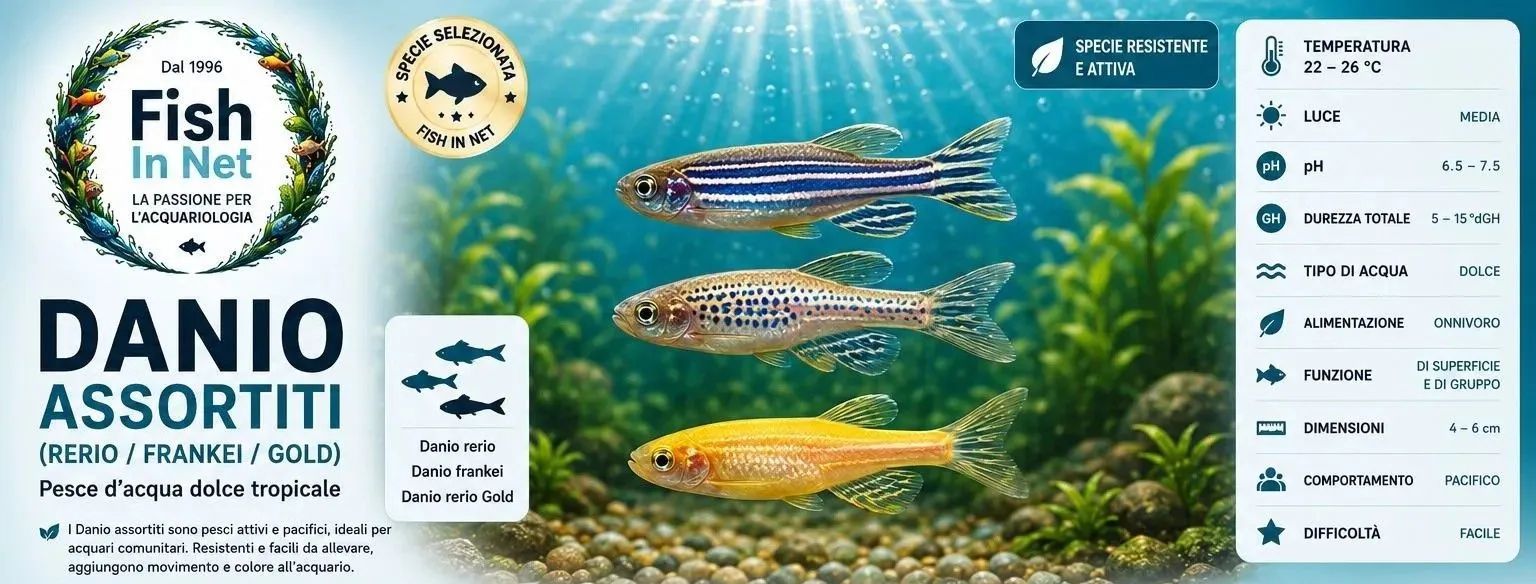 Danio rerio (pesce zebra), organismo modello utilizzato nella ricerca scientifica, genetica e biomedica.