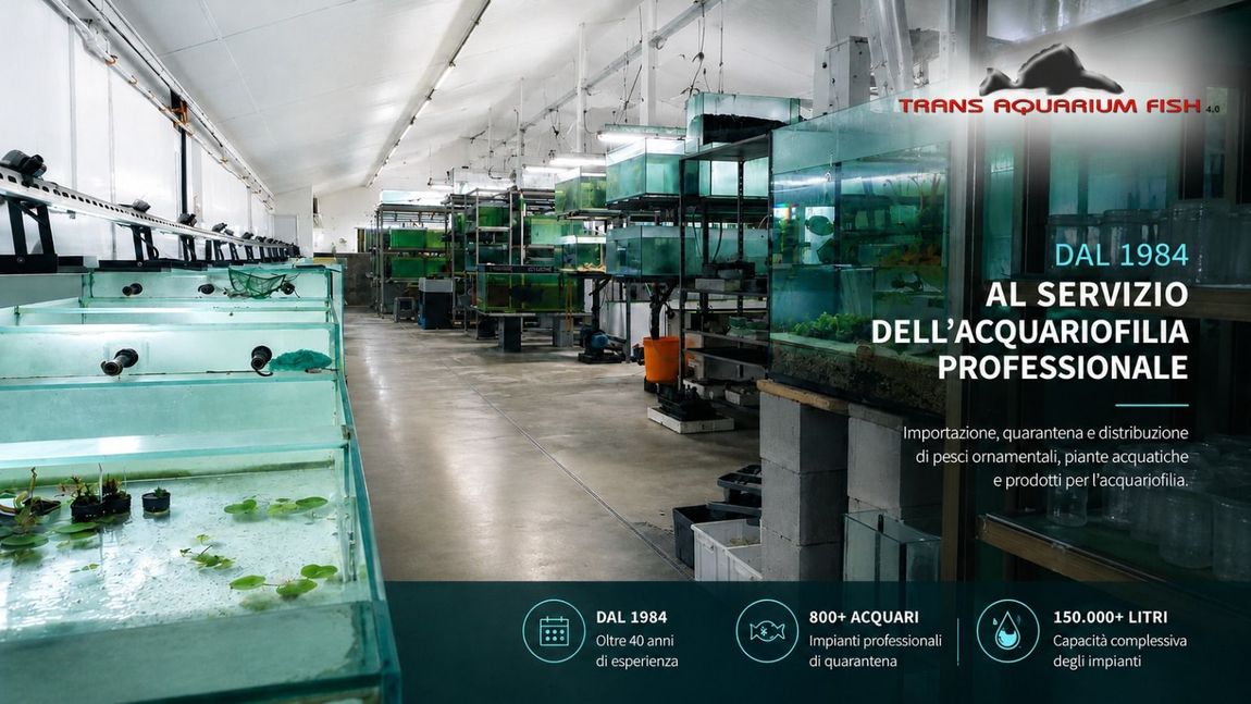 Panoramica dell'impianto TAF con acquari professionali dedicati alla quarantena e alla gestione dei pesci ornamentali.