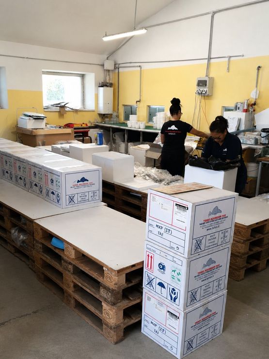 Operatore TAF durante le attività di controllo e gestione professionale dei pesci ornamentali in quarantena.