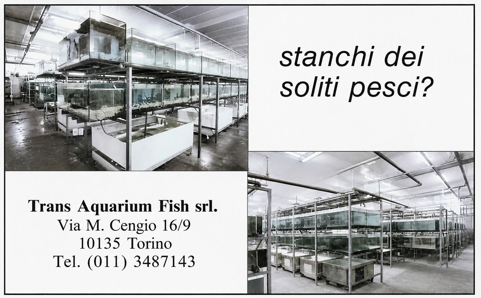 Pubblicità storica TAF del 1985 dedicata all'acquariofilia professionale, conservata nell'Archivio Storico TAF.