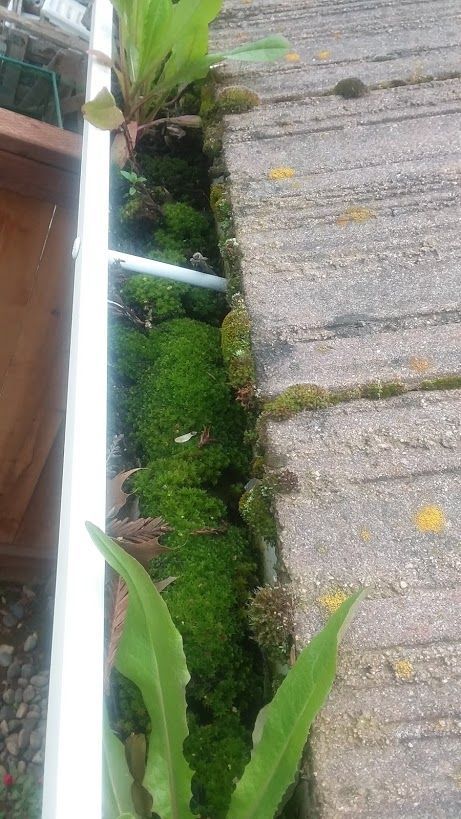 Thick green moss and small plants growing in a narrow crevice between a white frame and a paved stone surface.