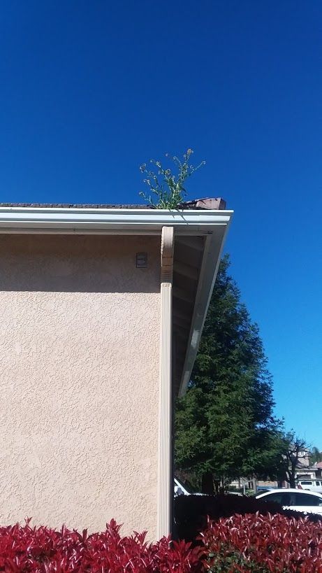 A small weed grows from the gutter corner of a house under a clear blue sky.