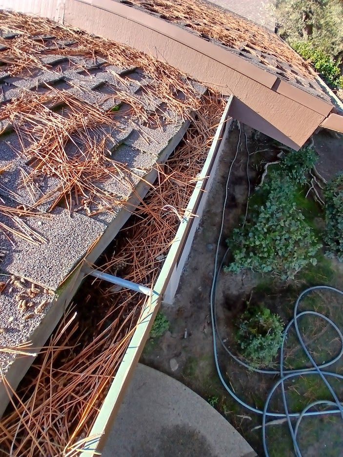 A roof gutter heavily clogged with brown pine needles, viewed from above near a house exterior and garden.