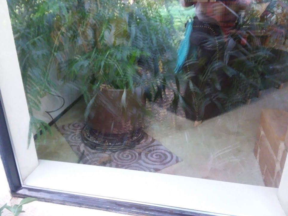 A large potted fern sits on a patterned rug near a window with a blurred view of an indoor setting and a person nearby.
