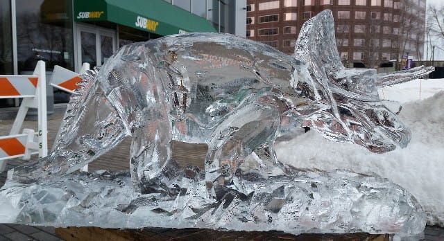 Clear ice sculpture of a triceratops on a snowy outdoor display