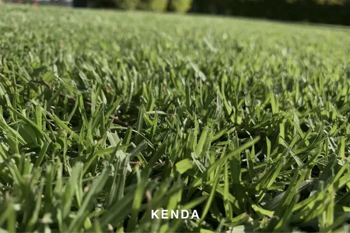 KENDA KIKUYU TURF