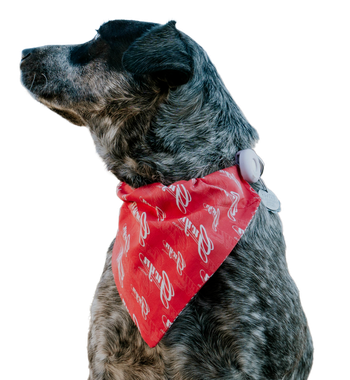 Black brindle dog wearing a red bandana, looking left against a white background