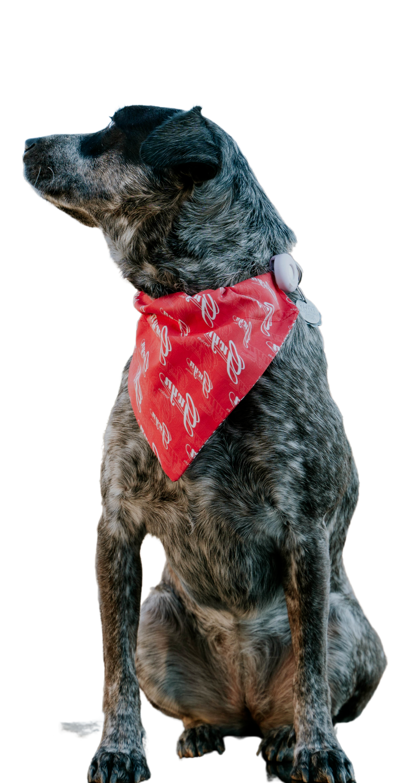 Black dog wearing a red bandana, sitting and looking left.