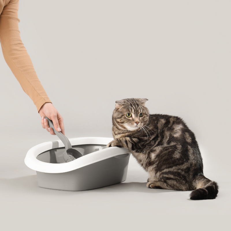 Gato
