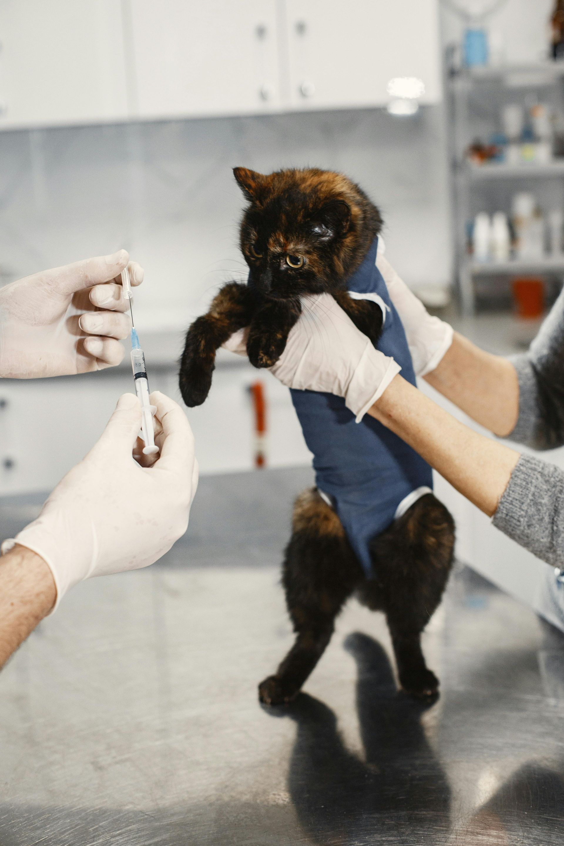 Medicamentos animales