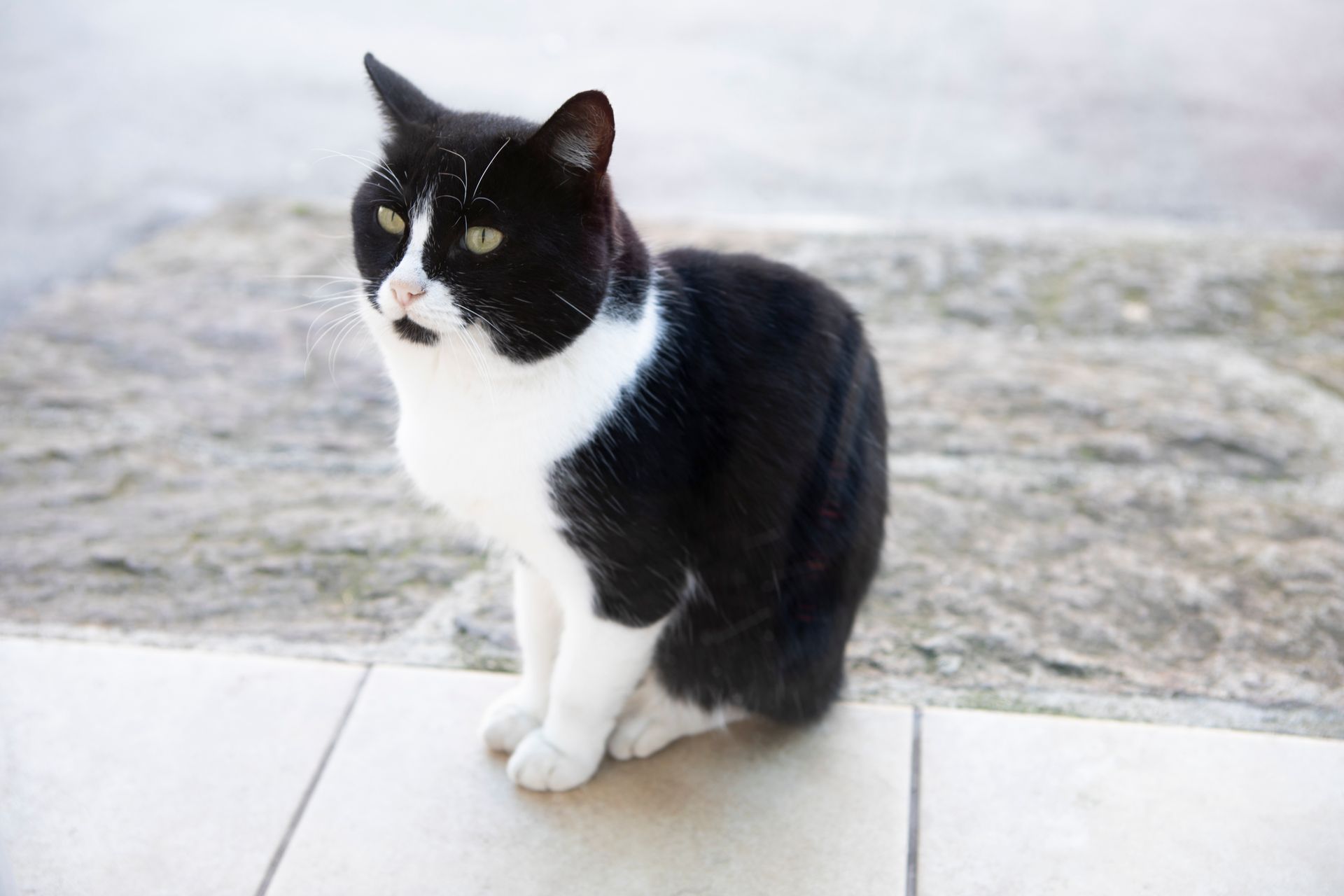 ipertiroidismo felino