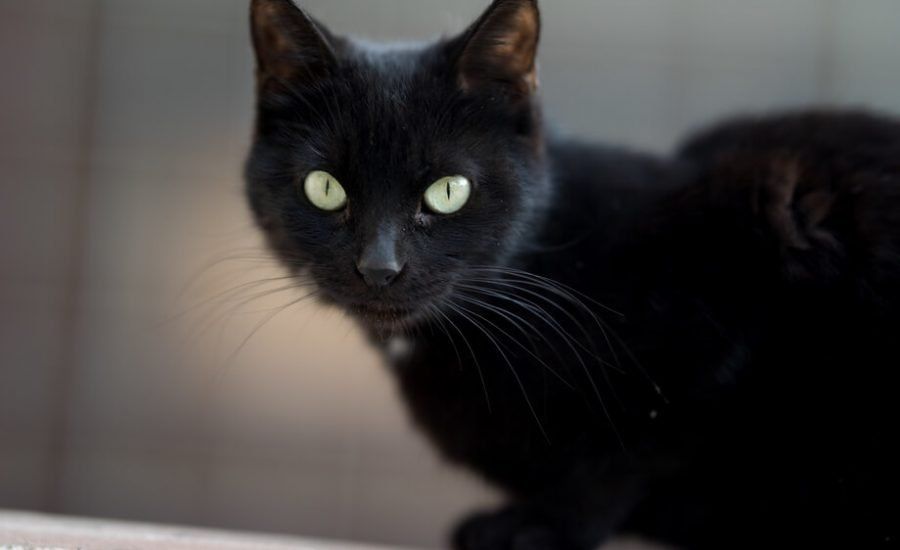 ambiente per un gatto