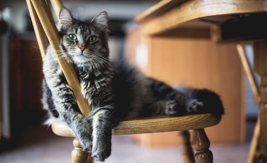 bisogni ambientali del gatto