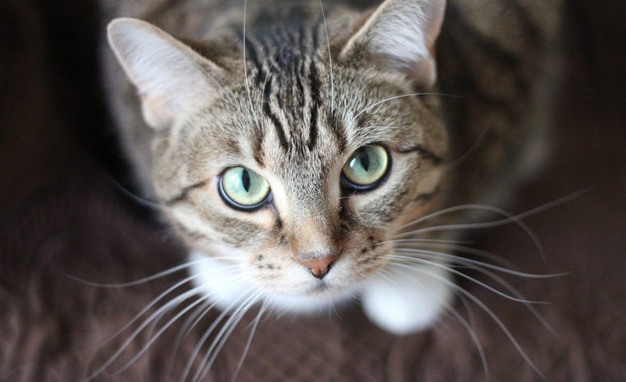 farmaci ipertiroidismo gatto