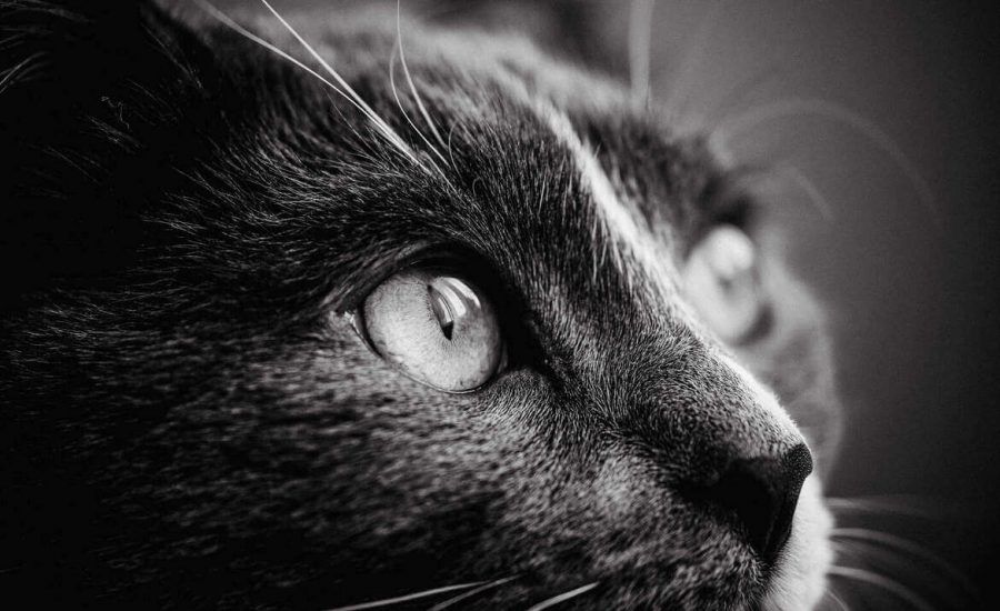 il gatto