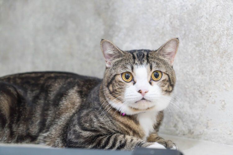 ipertiroidismo del gatto