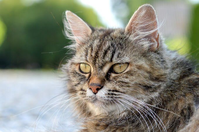 clinica veterinaria spinnato - ipertiroidismo del gatto